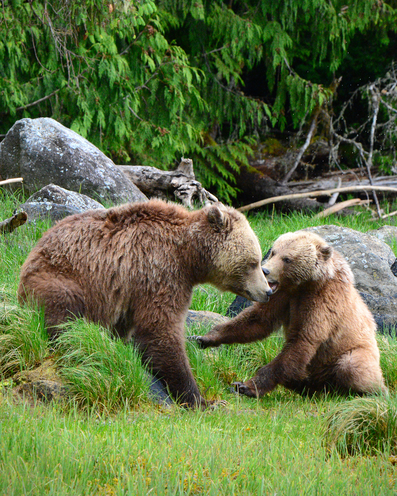 HDBritish ColumbiaKnight Inlet LodgeBaeren7