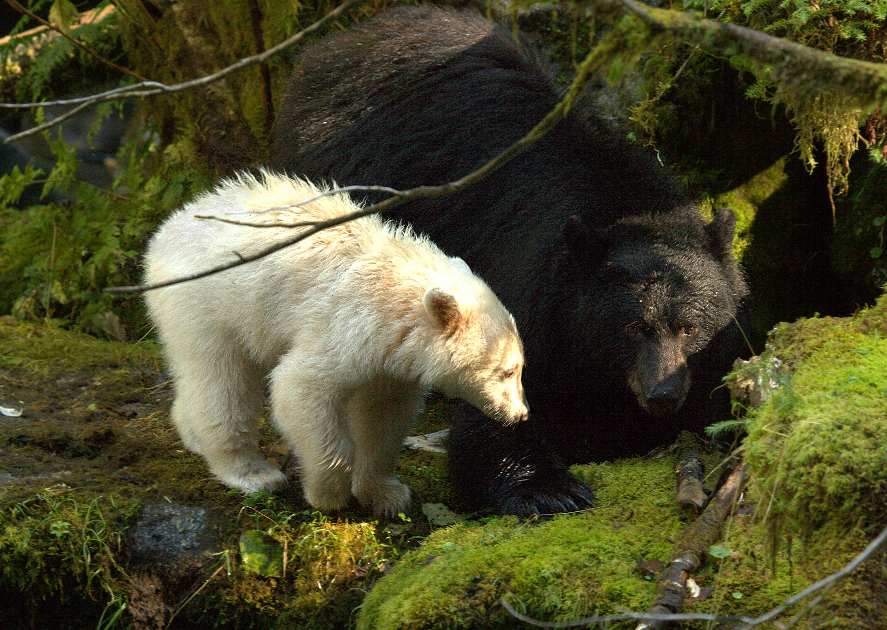 HDBritish ColumbiaSpirit Bear LodgeBaeren photocredit DougNeasloss