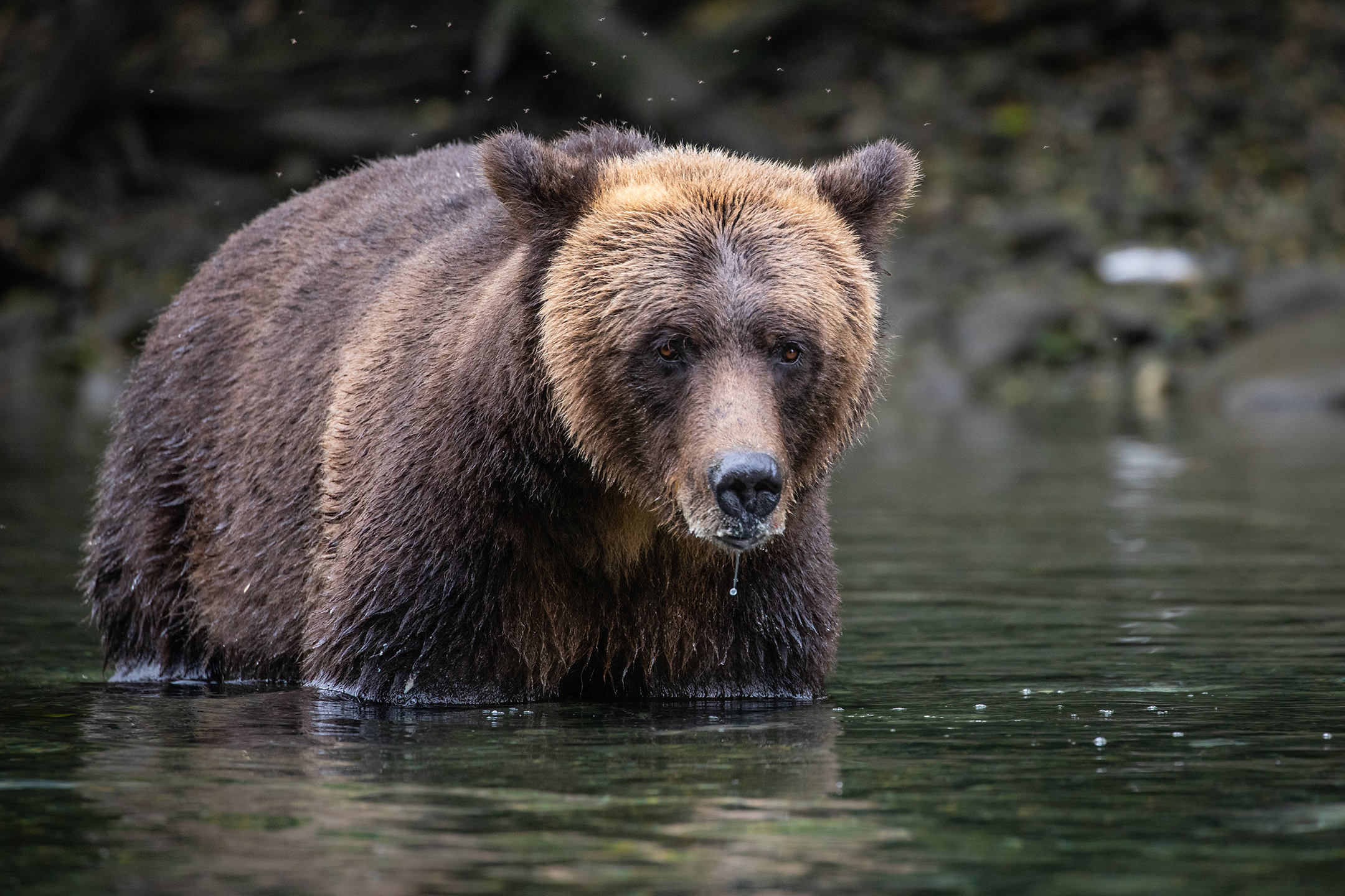 HDBritish ColumbiaSpirit Bear LodgeBear3