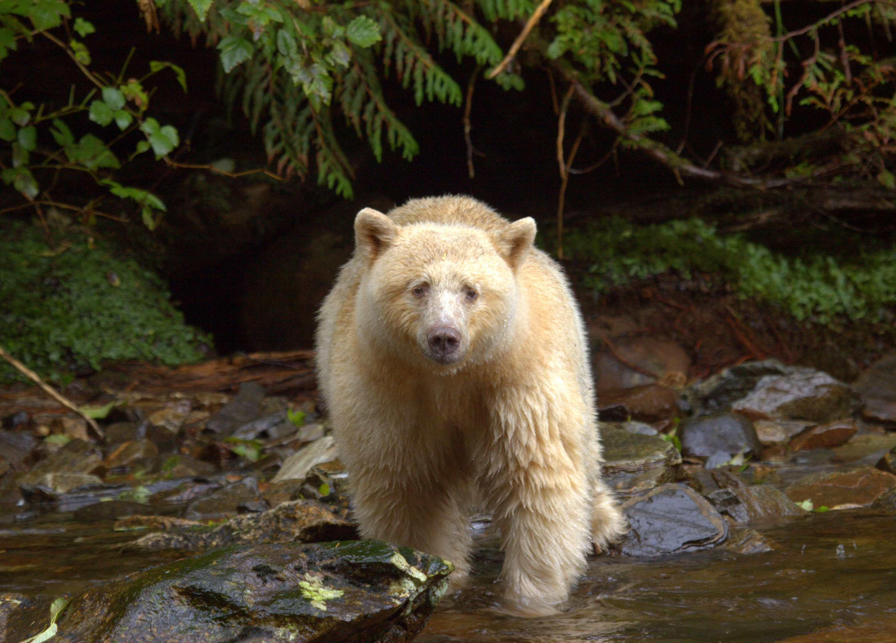 HDBritish ColumbiaSpirit Bear LodgeDoug Neasloss Spirit Bear Lodge spirit riv