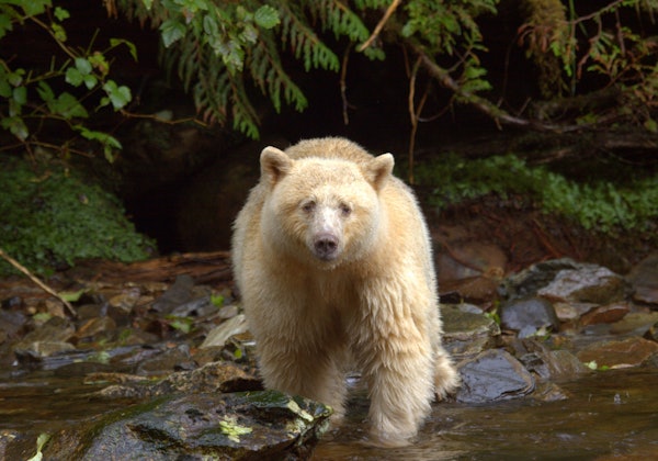 HDBritish ColumbiaSpirit Bear LodgeDoug Neasloss Spirit Bear Lodge spirit riv