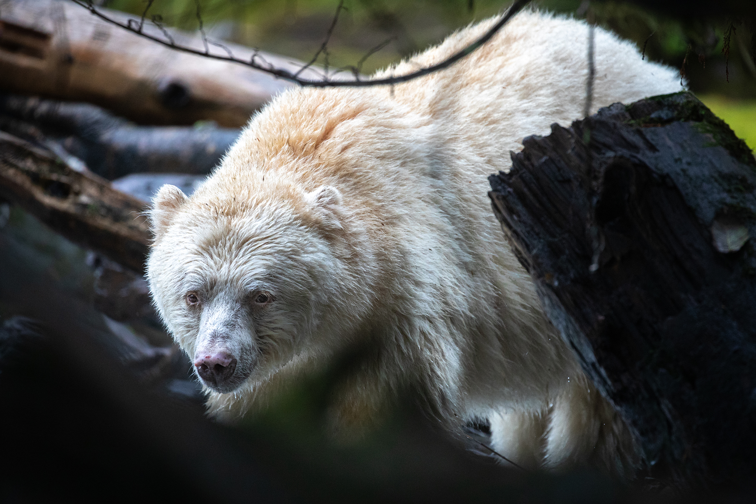 HDBritish ColumbiaSpirit Bear LodgeSpirit Bear3