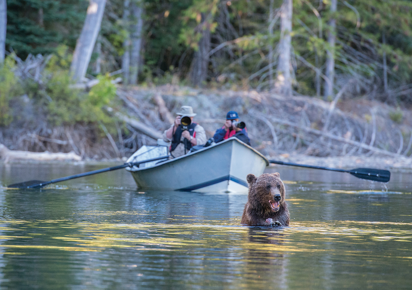 HDBritish ColumbiaTweedsmuir Park LodgeGrizzlyBearSafari creditAaronBaggensto