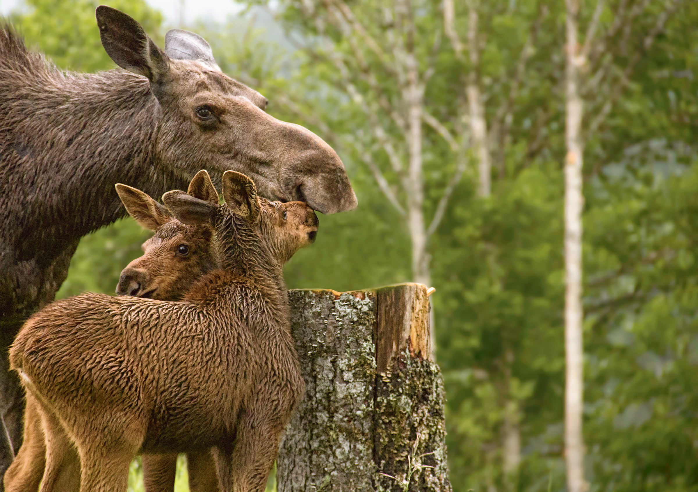 HDHotelQuebecChicChocMountainLodgeMoose
