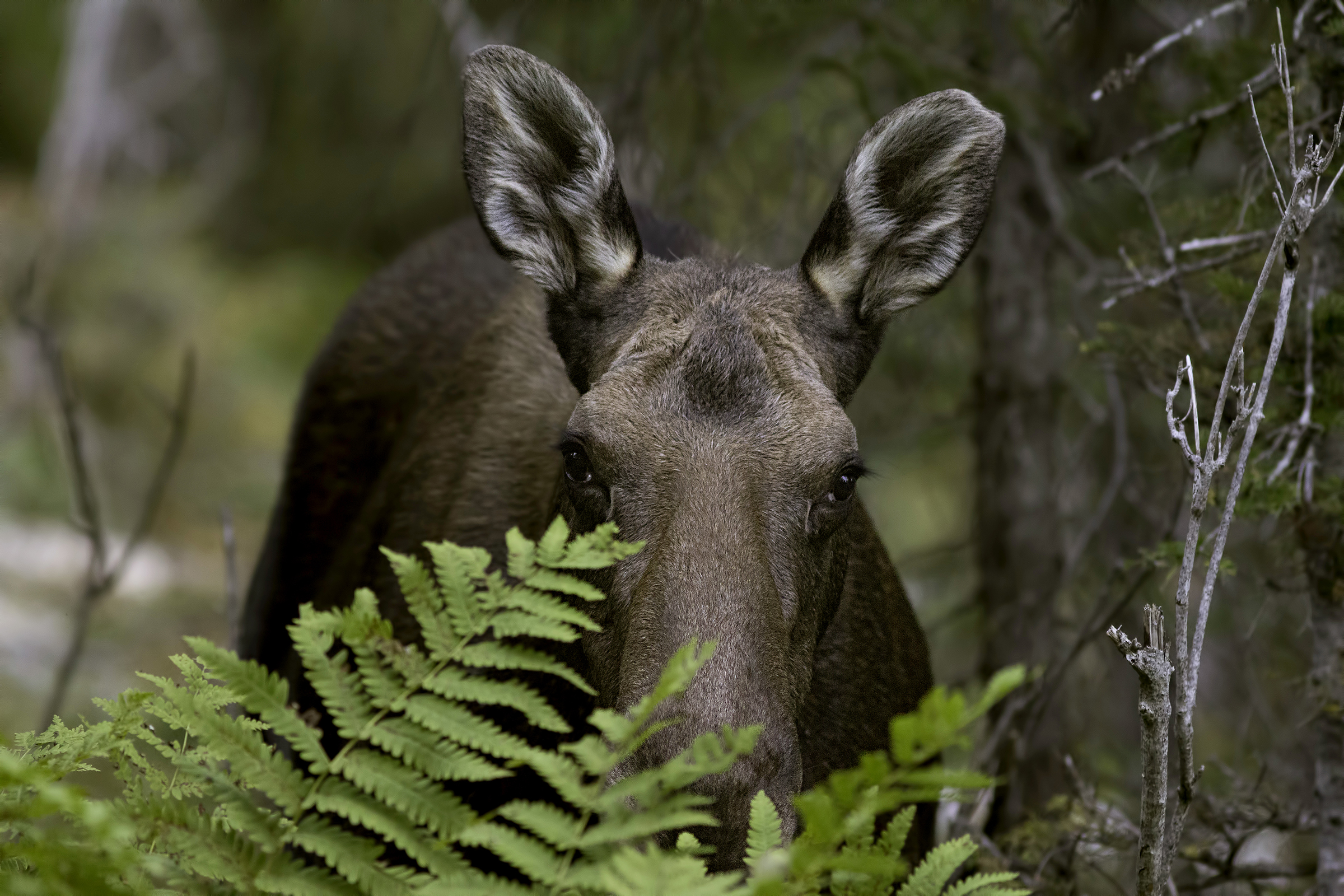 HDHotelQuebecChicChocMountainLodgeMoose2