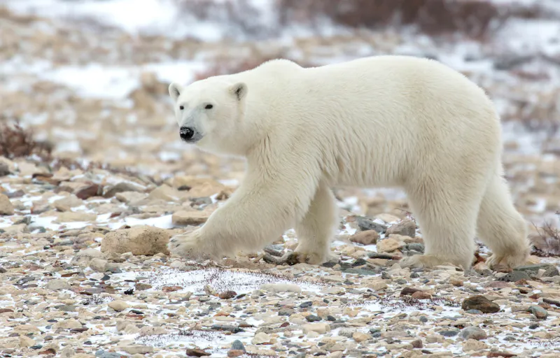 HDManitobaLazy BearUltimate Polar Bear Adventure HerbstBaeren2