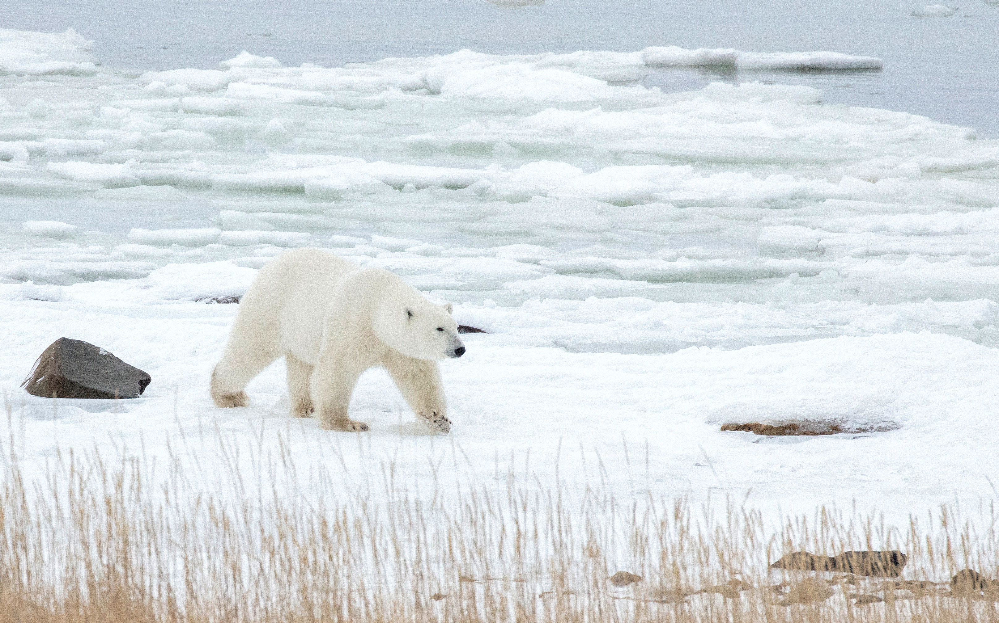 HDManitobaLazy BearUltimate Polar Bear Adventure HerbstBaeren6