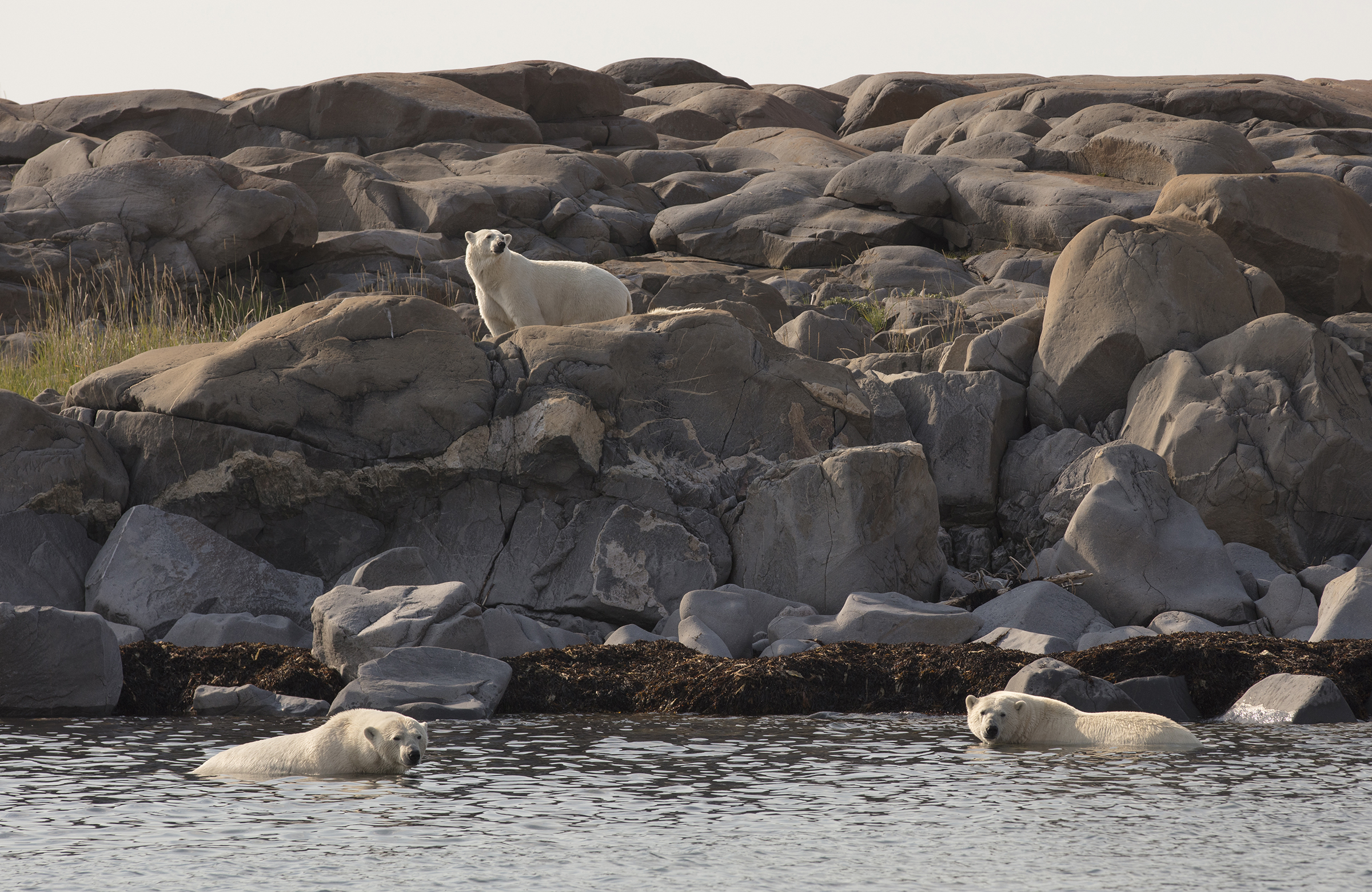 HDManitobaLazy BearUltimate Summer AdventureBaeren1