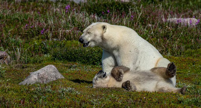 HDManitobaLazy BearUltimate Summer AdventureBaeren3