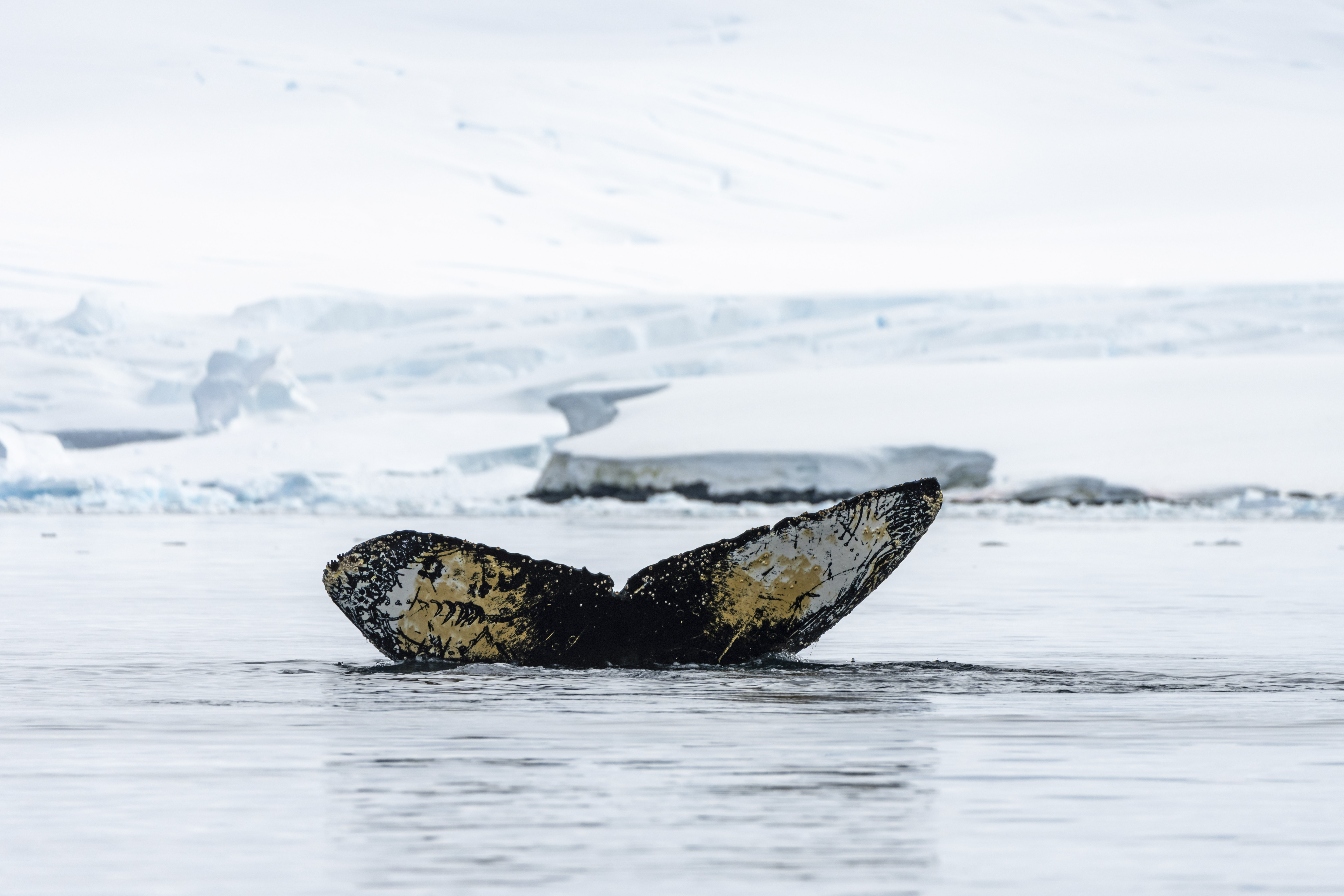 HDScenic CruisesSocial Media Content08 Himpback whale view from zodiac at Lau