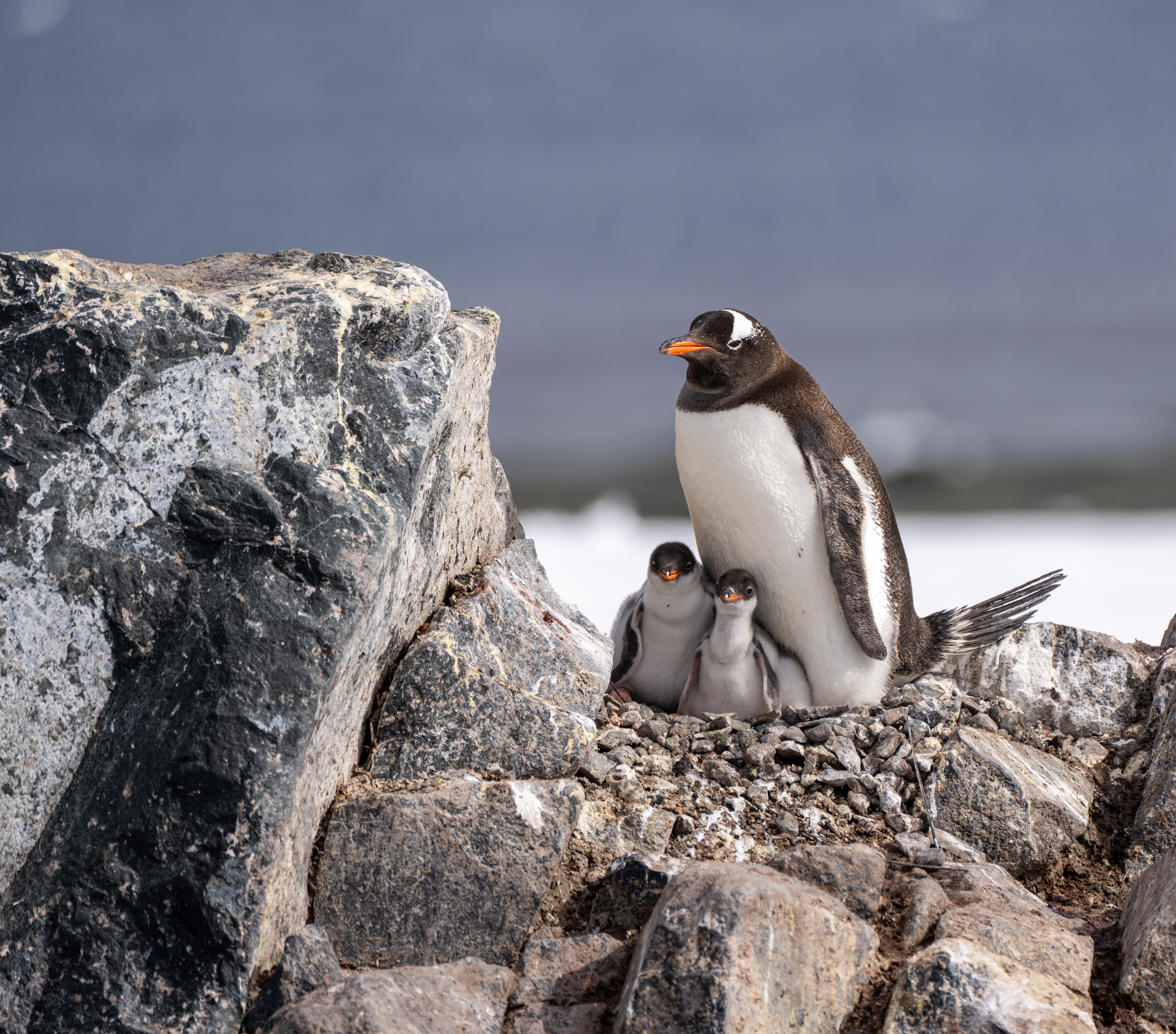 HDScenic CruisesSocial Media ContentScenic Eclipse Antarctica 2023 202427 01 