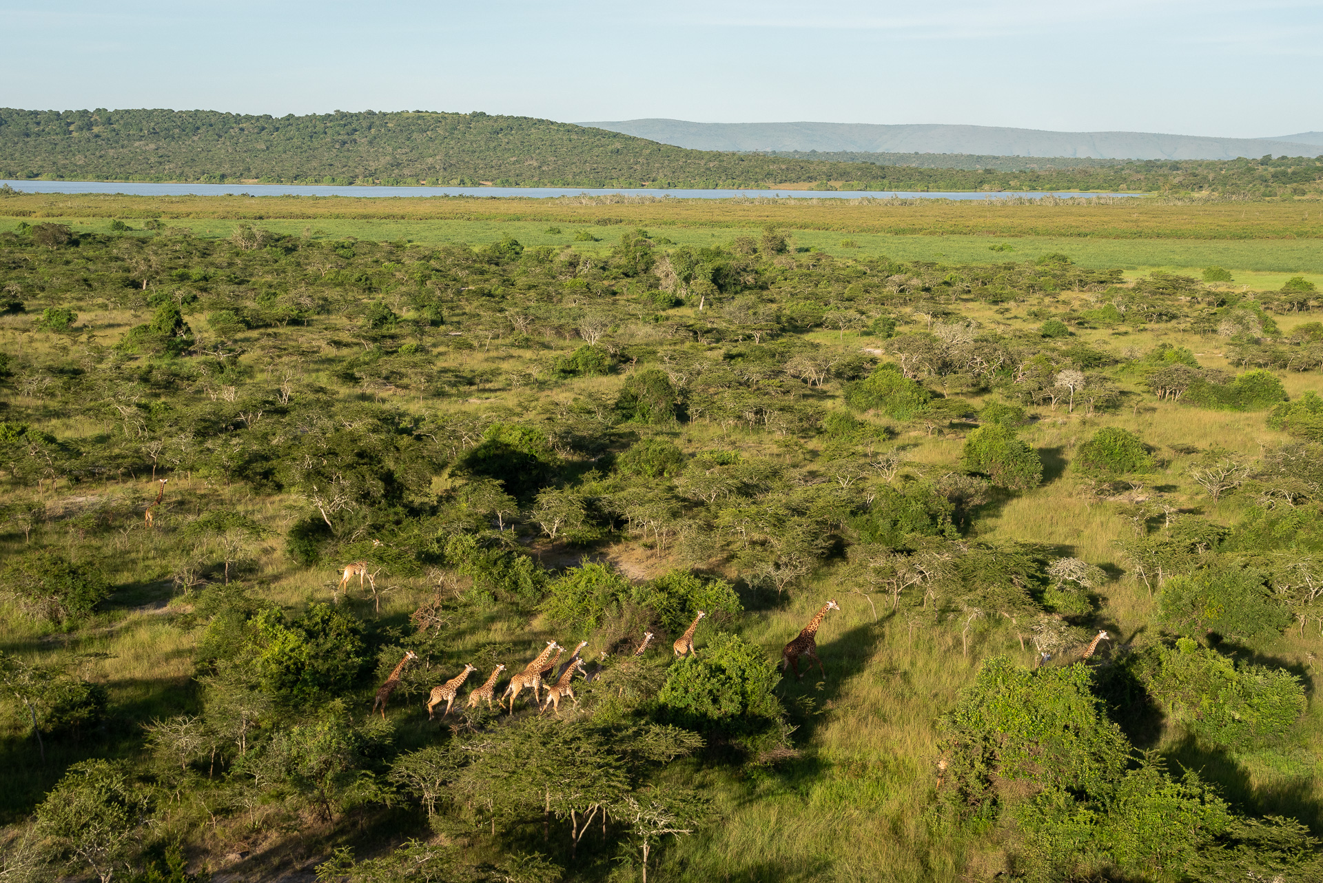 HDRuandaAkagera National ParkHerde Giraffen Drone