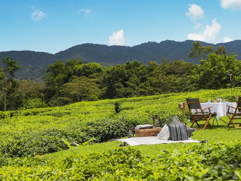 HDHotelRuandaOneOnly Nyungwe Housepicnic