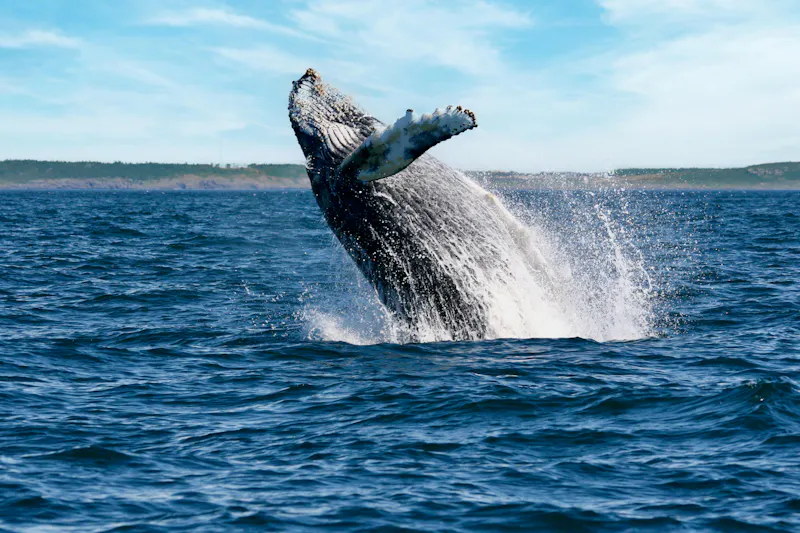 HDNova ScotiaWhale2