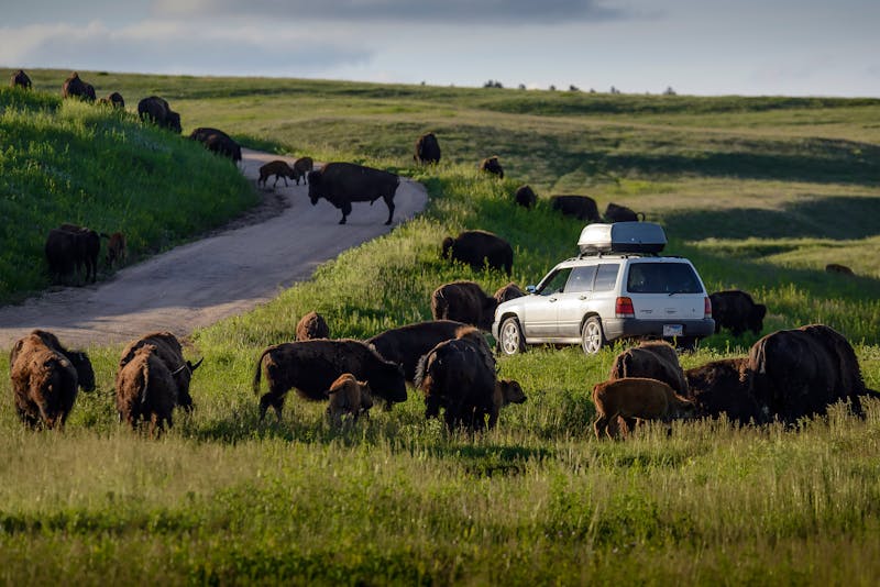 HDSouth DakotaCuster State ParkBisons