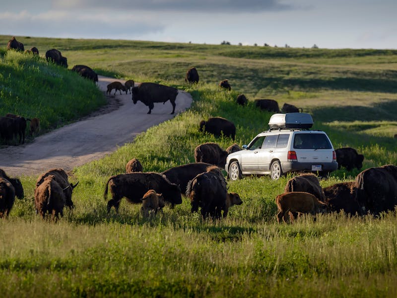 HDSouth DakotaCuster State ParkBisons