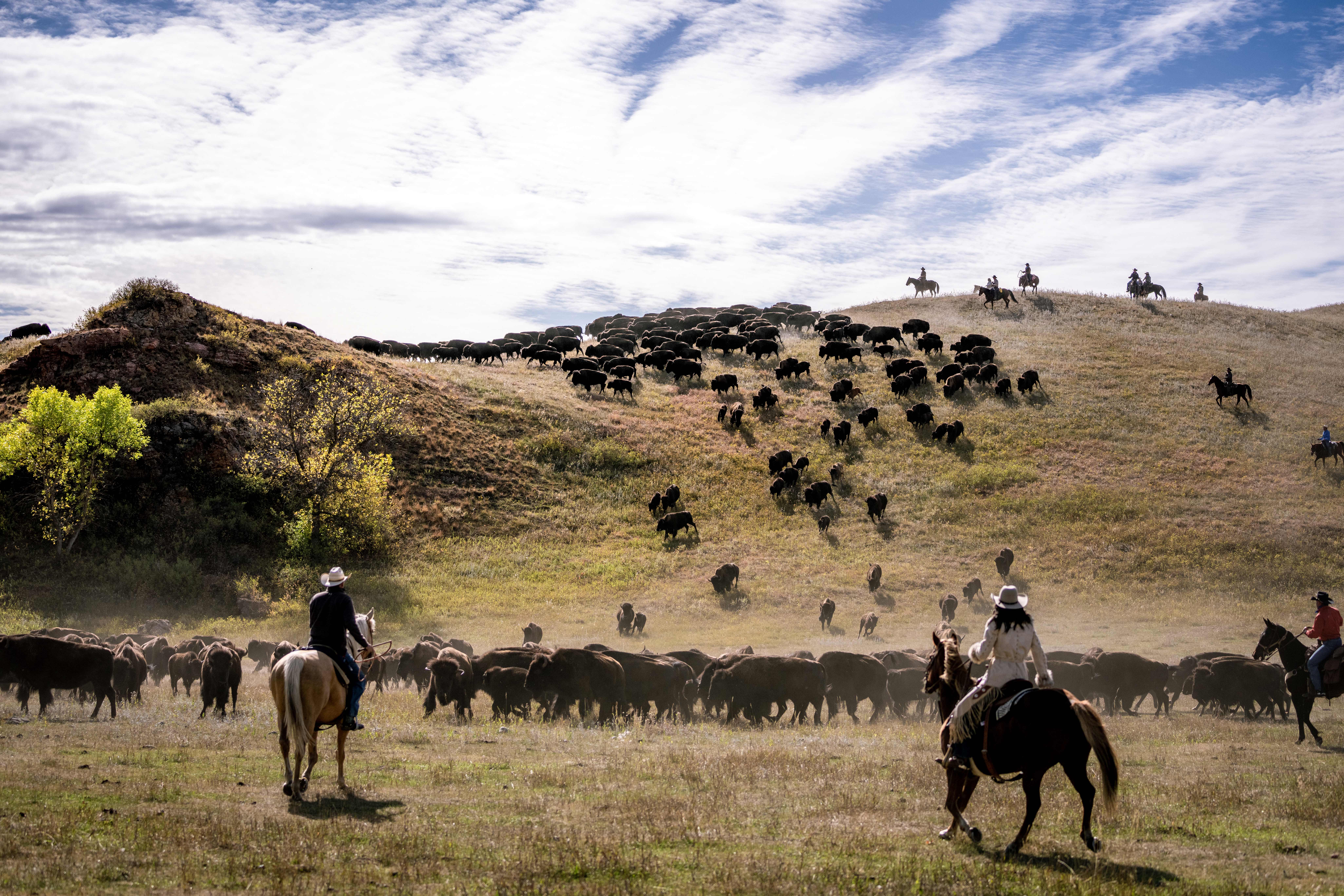 HDSouth DakotaCuster State ParkBuffaloRoundup2