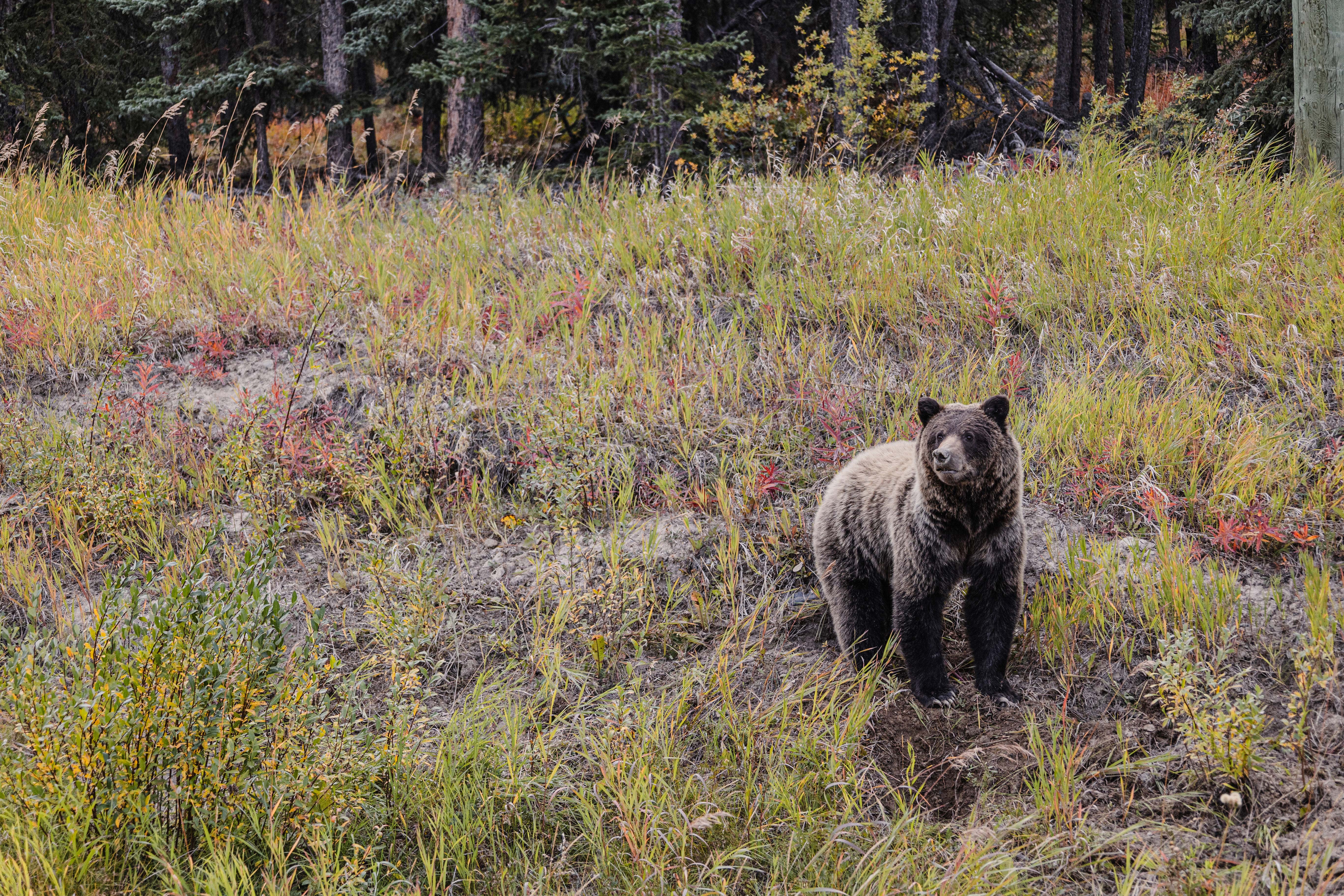 Grizzly, Yukon