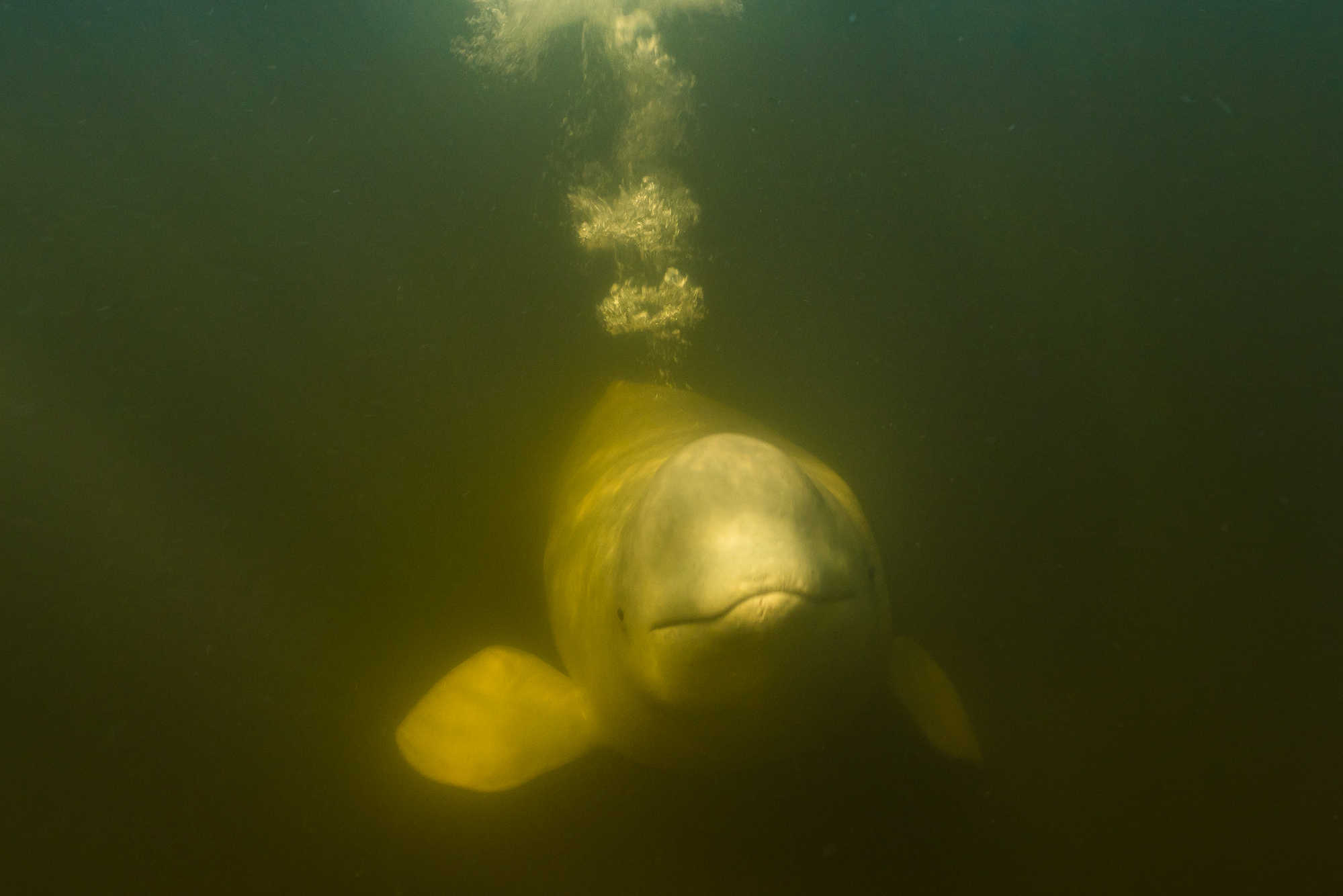 HDManitobaChurchill WildBBB Seal River11