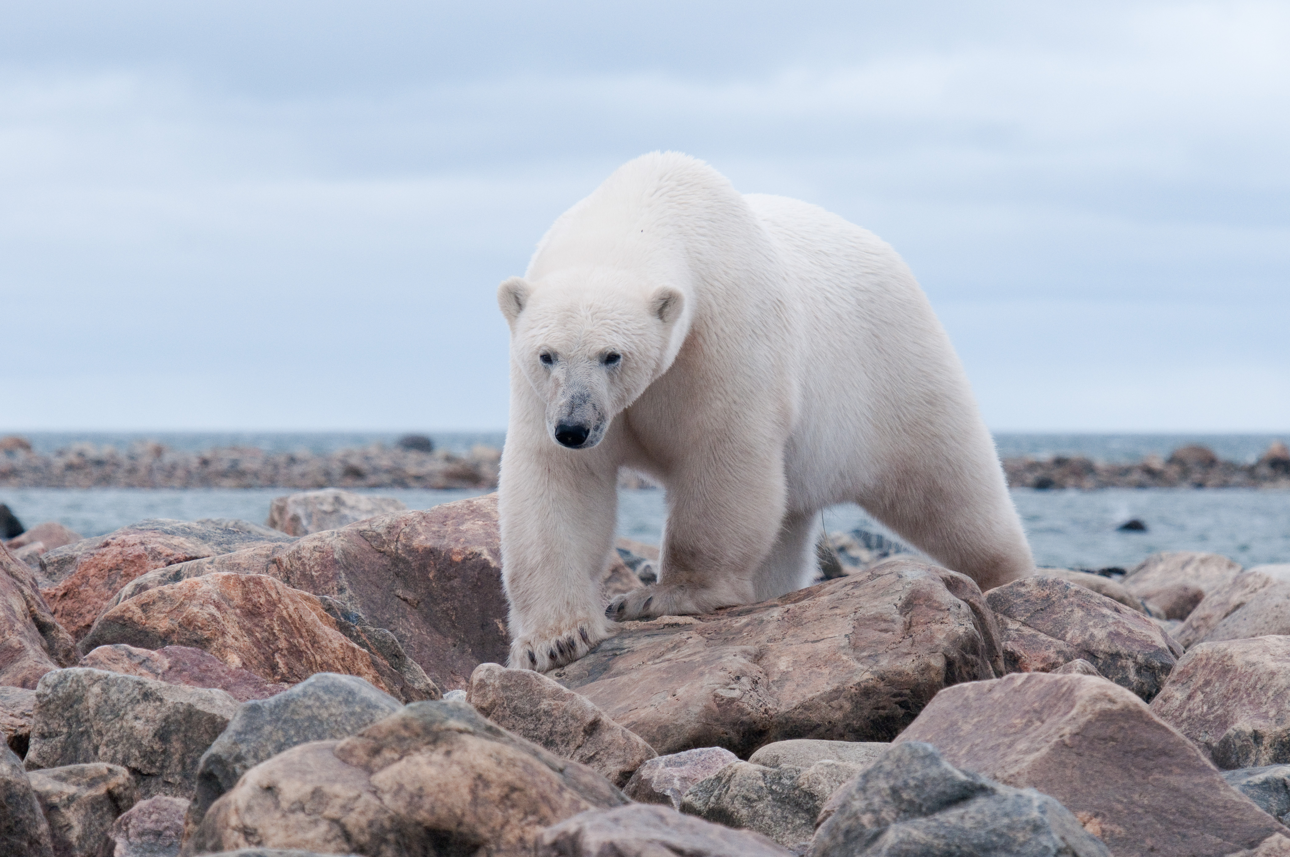 HDManitobaChurchill WildBBB Seal River12