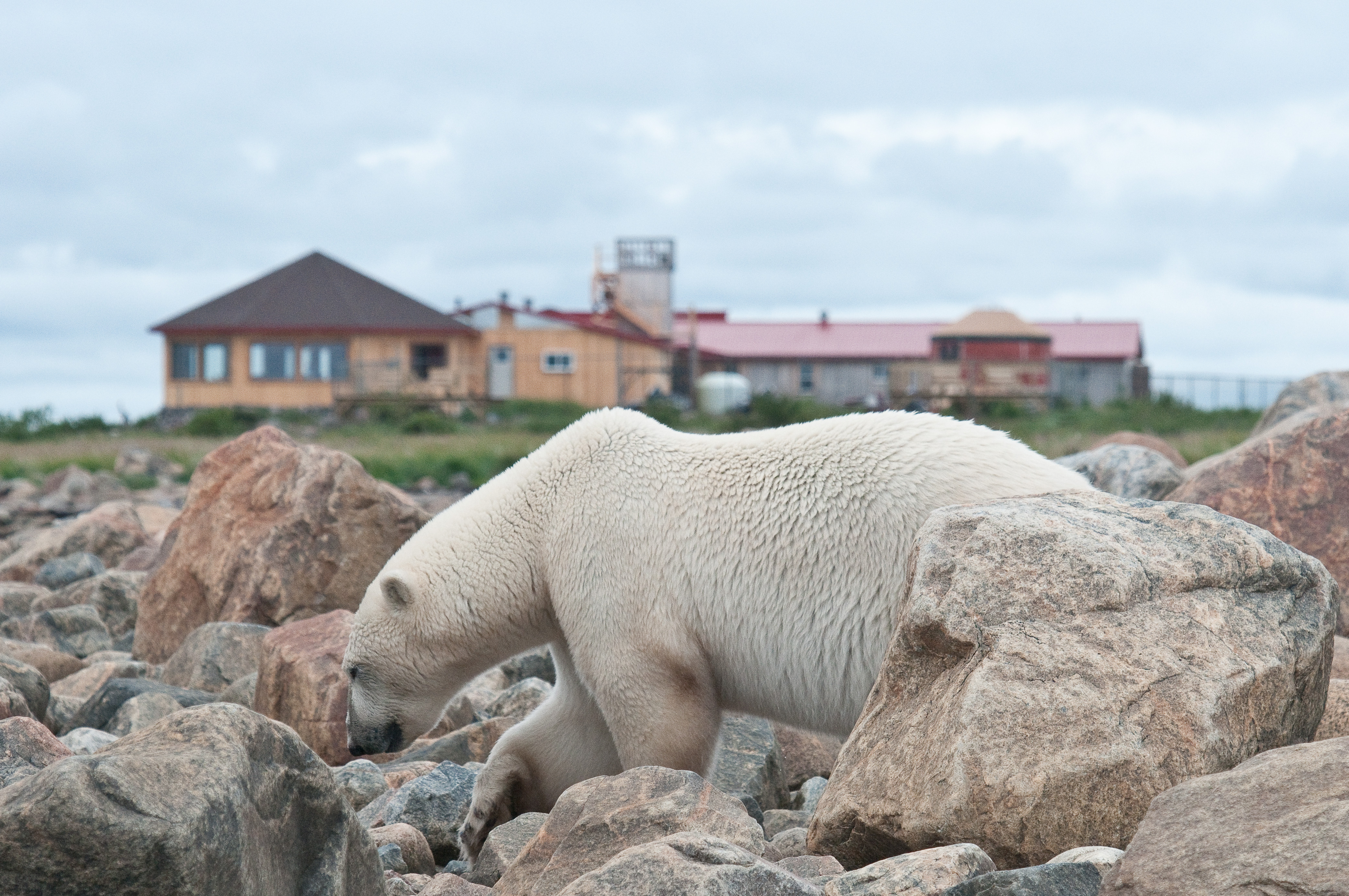 HDManitobaChurchill WildBBB Seal River7