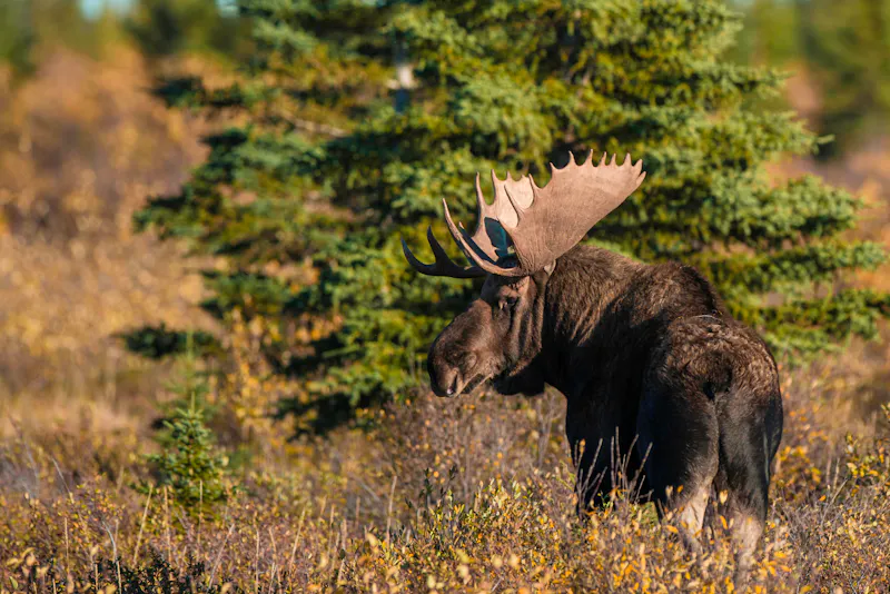 HDManitobaChurchill WildHudson Bay Odyssey Nanuk Lodgephoto by Jad Davenport