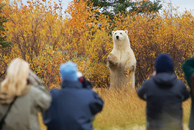 HDManitobaChurchill WildHudson Bay Odyssey Nanuk Lodgephoto by Jerry Grajews