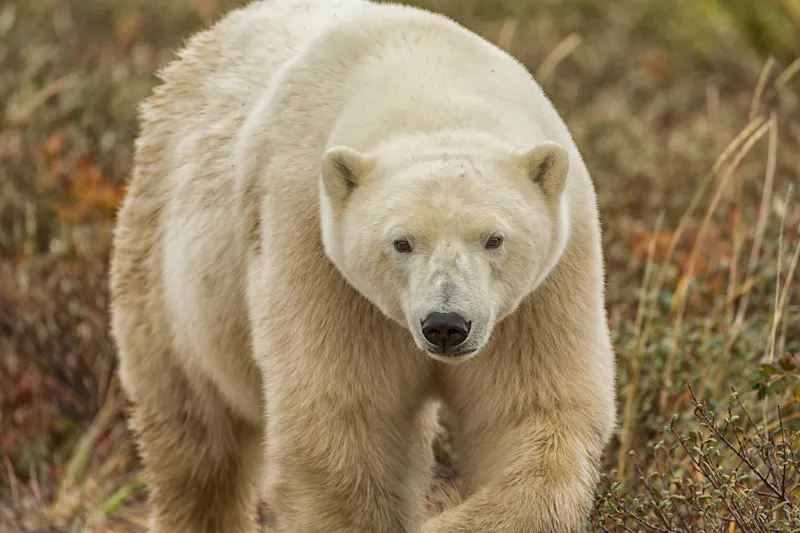 HDManitobaChurchill WildHudson Bay Odyssey Nanuk Lodgephoto by Robert Postma