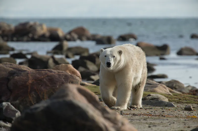 HDManitobaChurchill WildHudson Bay Odyssey Nanuk Lodgephoto by Robert Postma