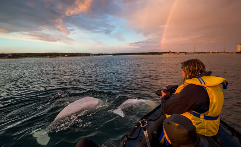HDManitobaLazy BearUltimate Summer AdventureBelugas7