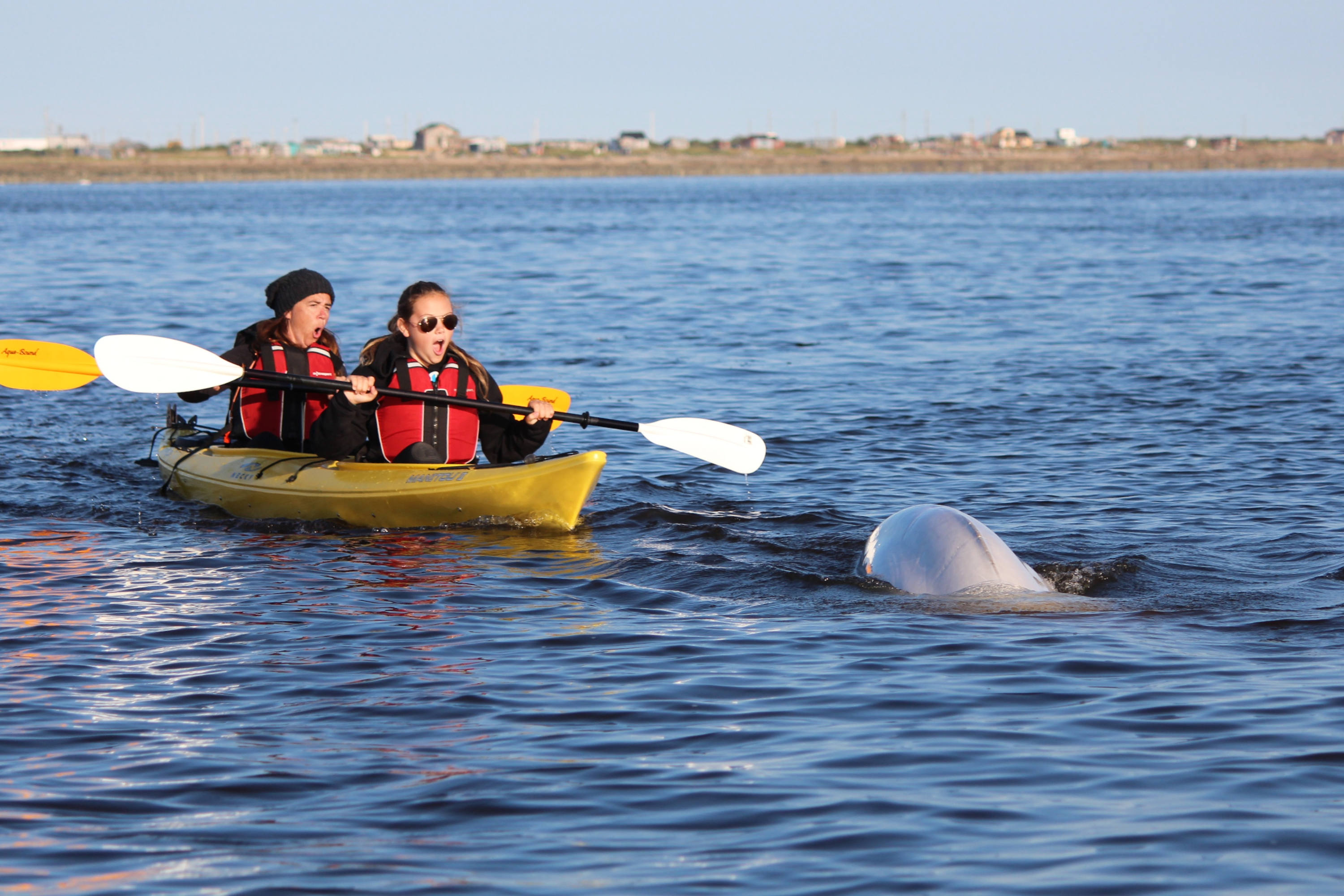 HDManitobaLazy BearUltimate Summer AdventureBelugas9