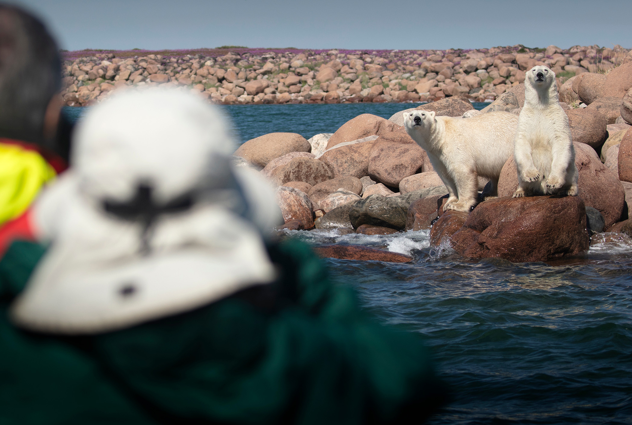 HDManitobaLazy BearUltimate Summer AdventureEisbaer2