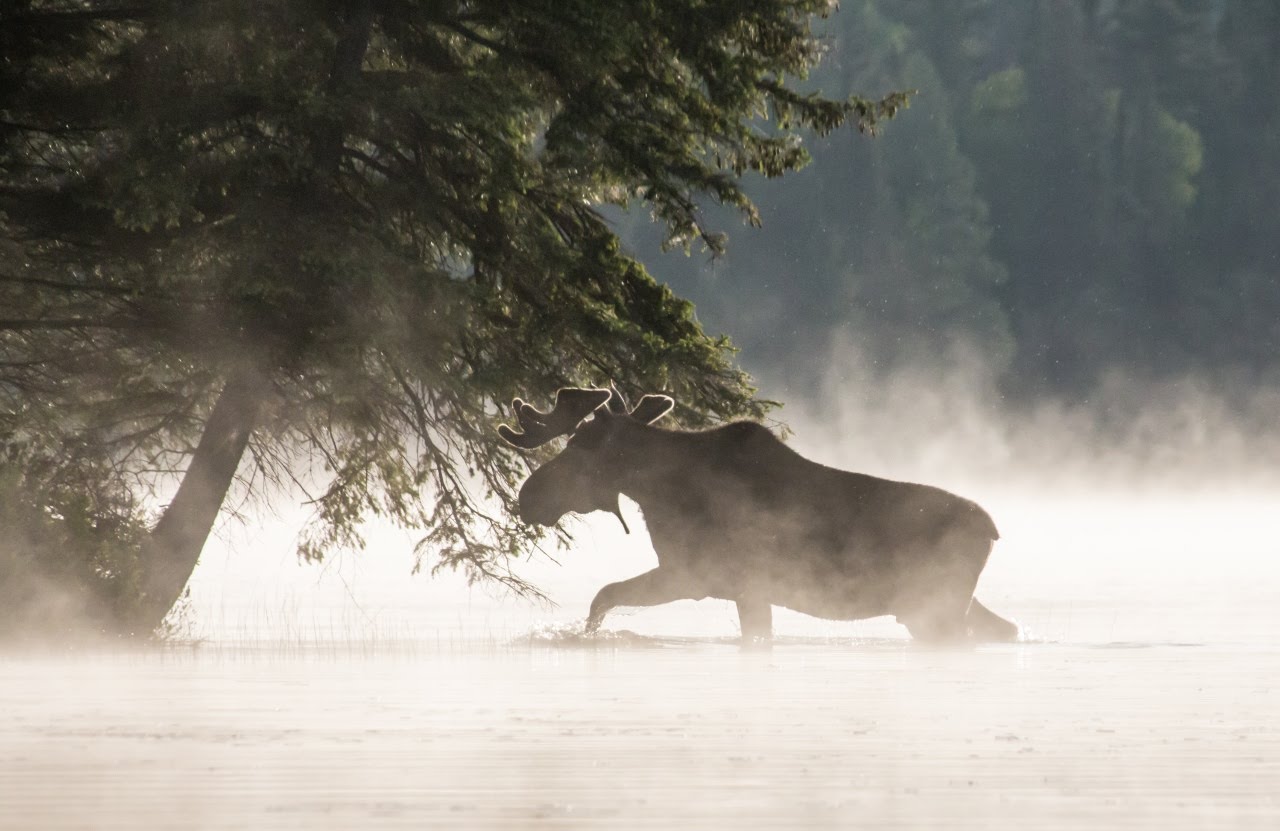 HDOntarioVoyageurQuestJourneyoftheVoyageurMoose