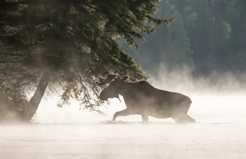 HDOntarioVoyageurQuestJourneyoftheVoyageurMoose