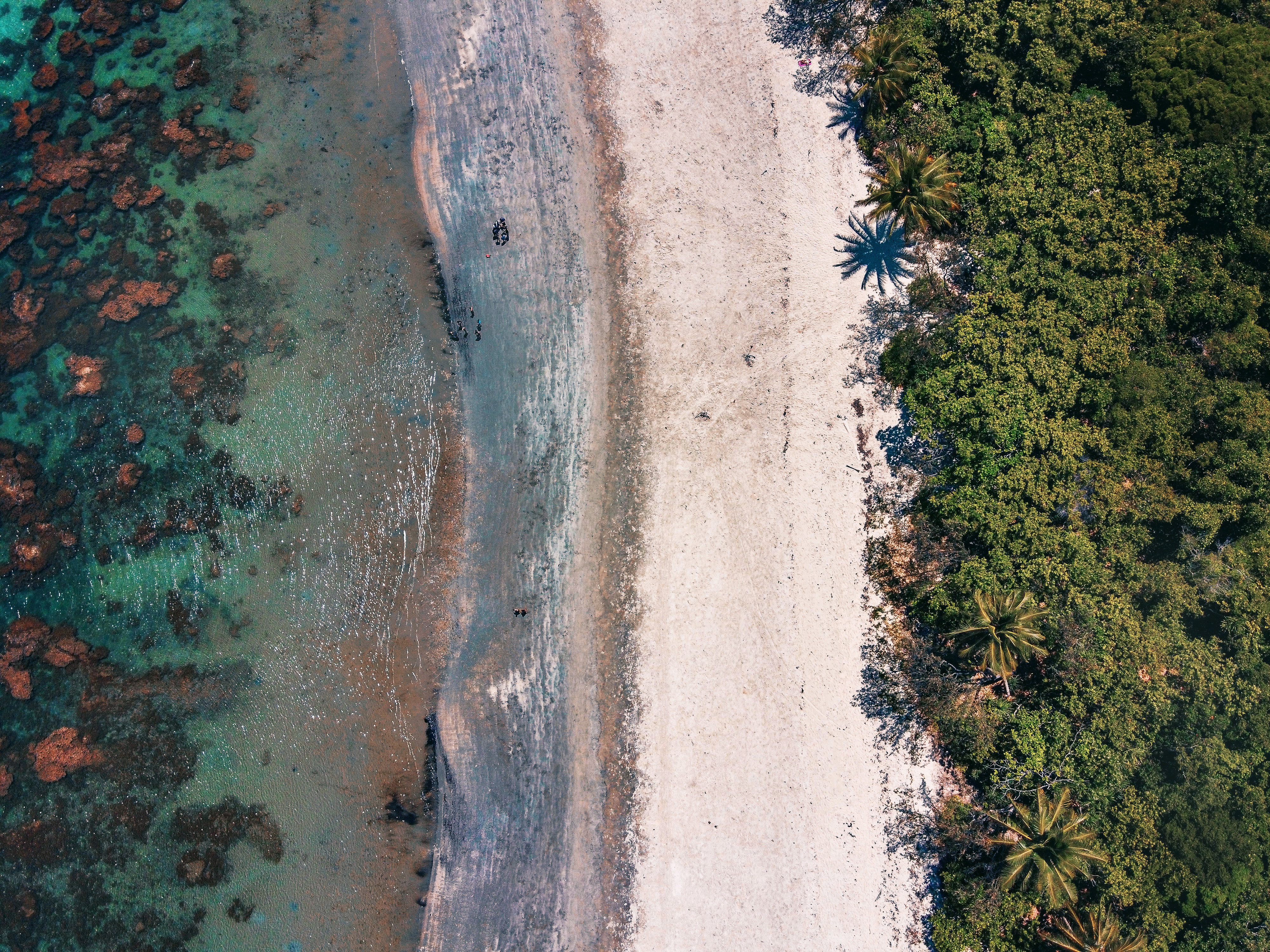 HDAustralienQueenslandDaintreeDaintree Rainforest Cape Tribulation Road Ca