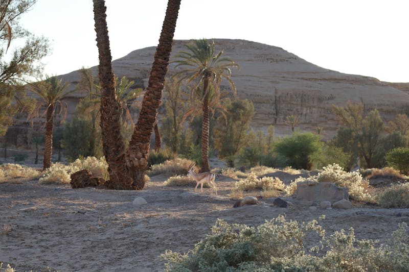 HDSaudi ArabienAlulaOase2