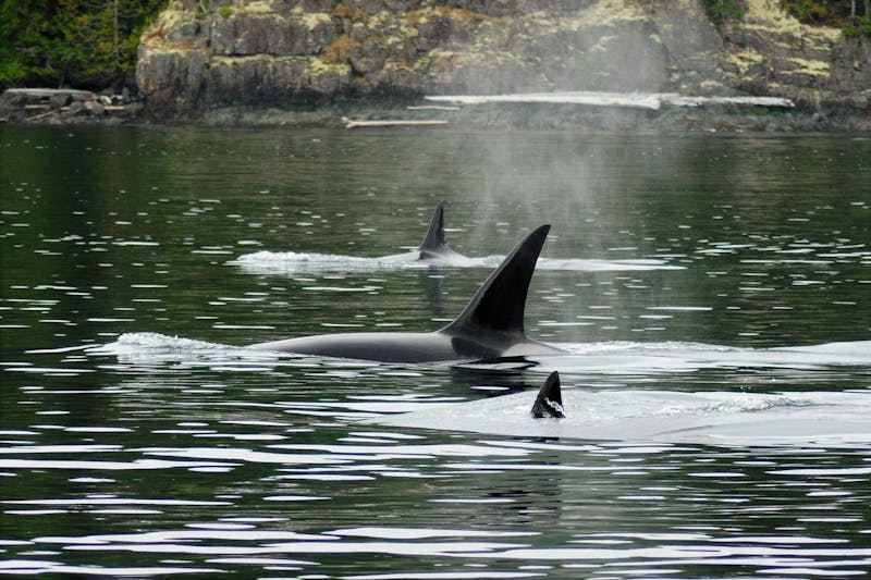 HotelBritish ColumbiaTelegraph Cove Orca
