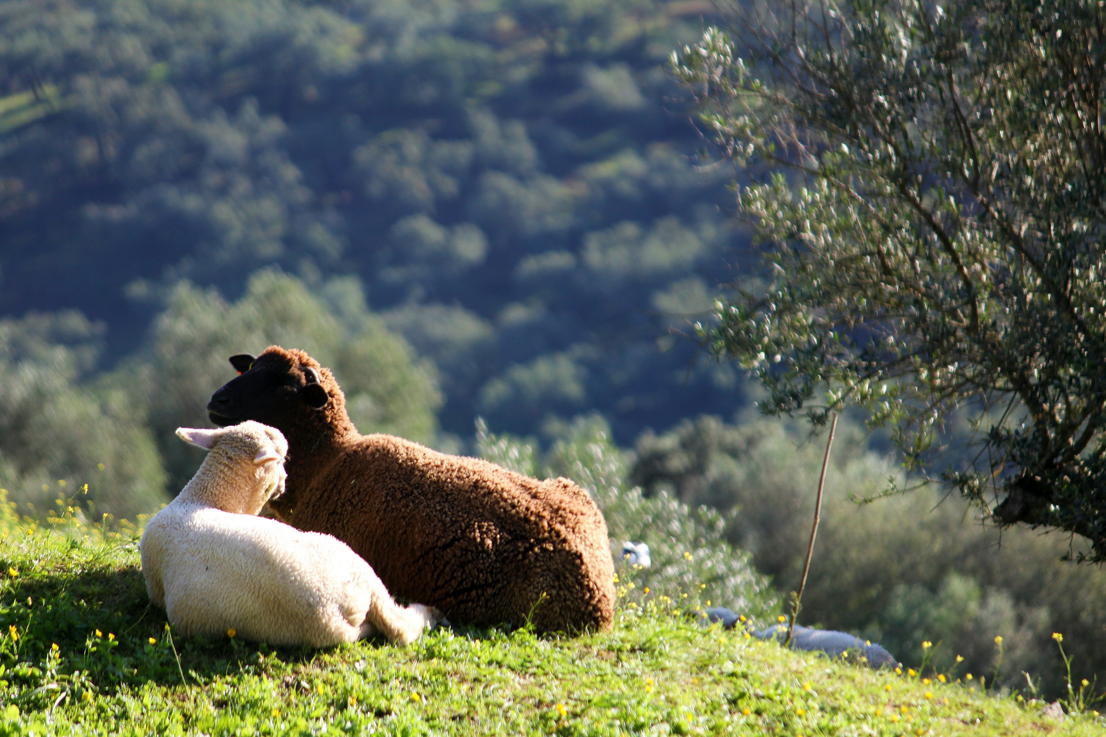 HDPortugalAlentejoEstremoz