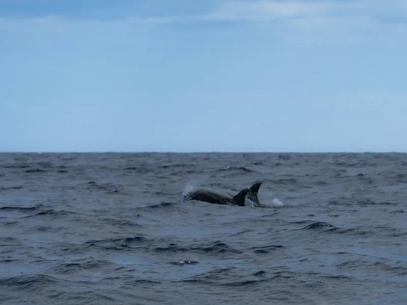 HDPortugalPicoDelfin