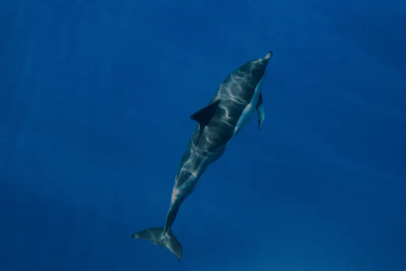 HDPortugalPicoDelfin2