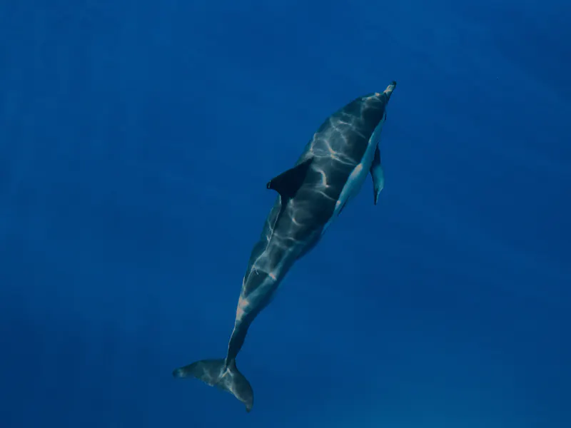 HDPortugalPicoDelfin2