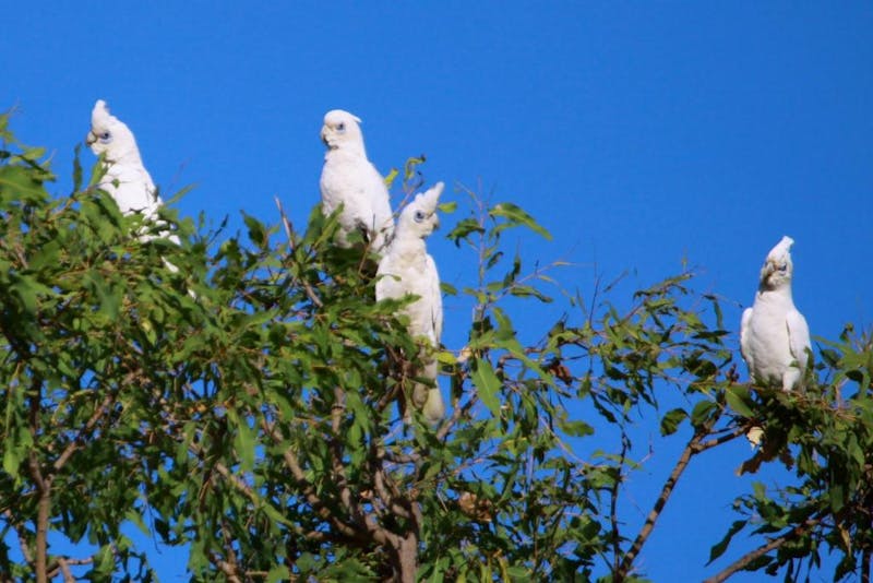 AustralienNorthern TerritoryAurora Kakadu LodgeKakadus
