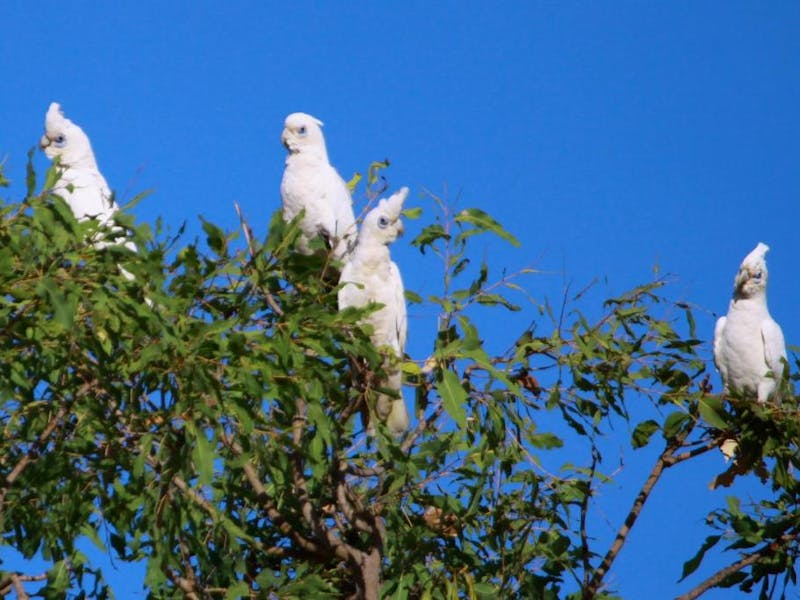 AustralienNorthern TerritoryAurora Kakadu LodgeKakadus