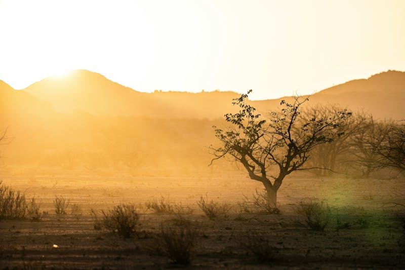 HDNamibiaDamaralandBaum