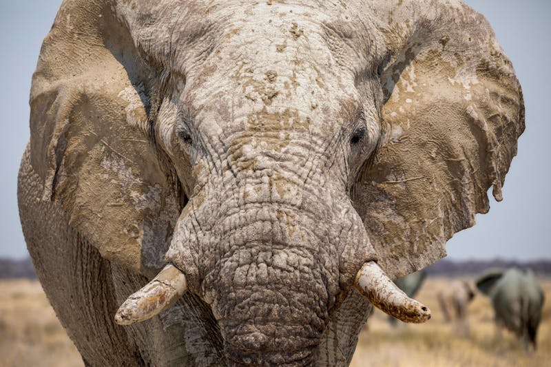 HDNamibiaOngava Private Game ReserveElefant2