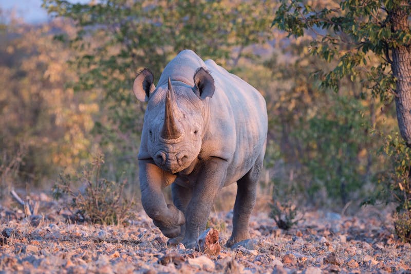 HDNamibiaOngava Private Game ReserveNashorn22