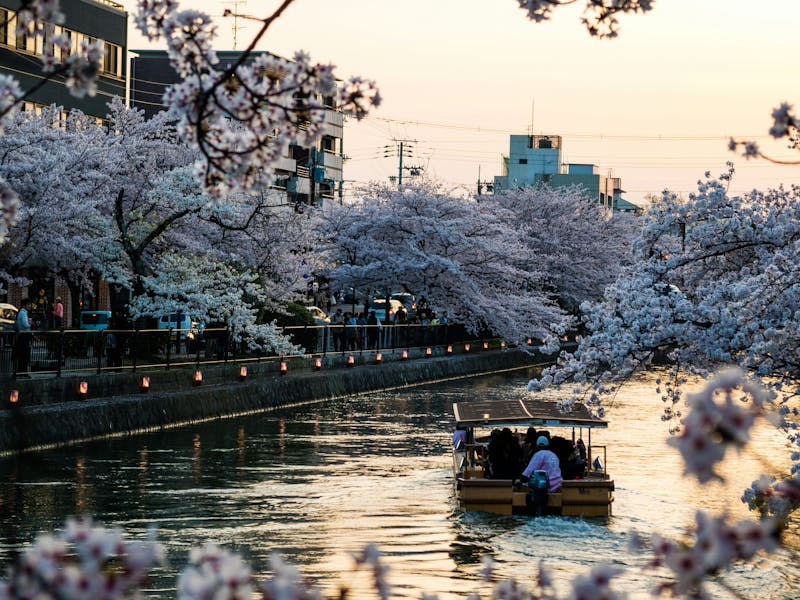 HDJapanKyotoFluss Cherry