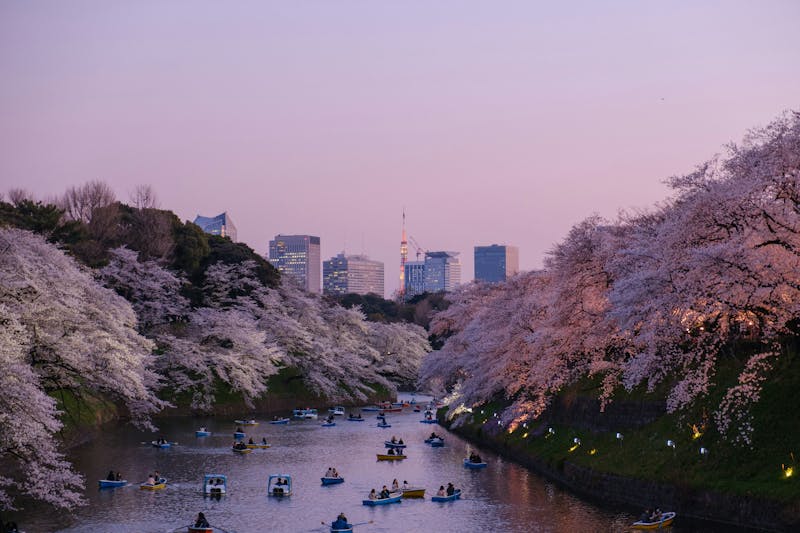 HDJapanTokyoCherry3