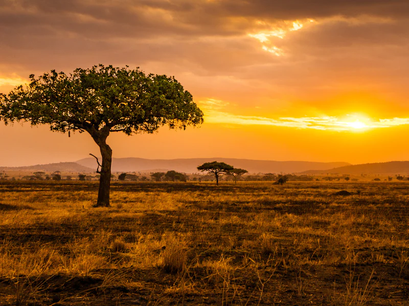 HDTansaniaSerengeti Nationalpark2