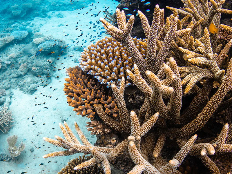 HDAustralienQLDLizard Islandexplore coral reefs